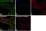 Alpha-Smooth Muscle Actin Monoclonal Antibody (1A4), eBioscience™