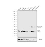COX4 Antibody in Western Blot (WB)