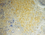 RPL27 Antibody in Immunohistochemistry (Paraffin) (IHC (P))