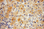 RPL27 Antibody in Immunohistochemistry (Paraffin) (IHC (P))
