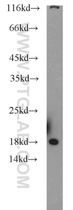 RPL27 Antibody in Western Blot (WB)