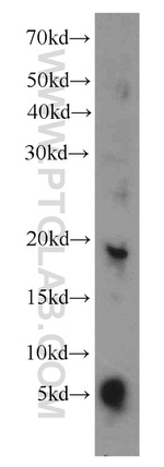 RPL27 Antibody in Western Blot (WB)