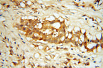 ASMTL Antibody in Immunohistochemistry (Paraffin) (IHC (P))