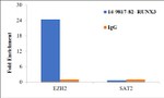RUNX3 Antibody in ChIP Assay (ChIP)