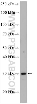 MGLL Antibody in Western Blot (WB)