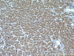 MGLL Antibody in Immunohistochemistry (Paraffin) (IHC (P))