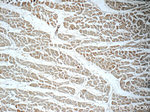 S100A13 Antibody in Immunohistochemistry (Paraffin) (IHC (P))