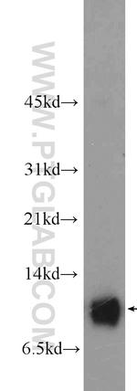 S100A13 Antibody in Western Blot (WB)
