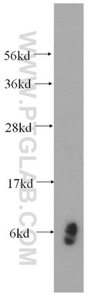 RPL39 Antibody in Western Blot (WB)