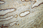 RPL14 Antibody in Immunohistochemistry (Paraffin) (IHC (P))