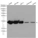 RPL14 Antibody in Western Blot (WB)