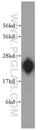 RPL14 Antibody in Western Blot (WB)