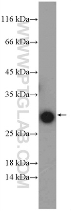 RPL14 Antibody in Western Blot (WB)