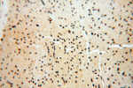 HIRIP3 Antibody in Immunohistochemistry (Paraffin) (IHC (P))