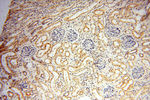 HIRIP3 Antibody in Immunohistochemistry (Paraffin) (IHC (P))