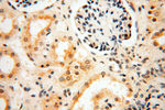 HIRIP3 Antibody in Immunohistochemistry (Paraffin) (IHC (P))
