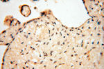 HIRIP3 Antibody in Immunohistochemistry (Paraffin) (IHC (P))