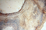 HIRIP3 Antibody in Immunohistochemistry (Paraffin) (IHC (P))