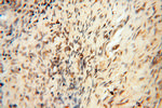 HIRIP3 Antibody in Immunohistochemistry (Paraffin) (IHC (P))