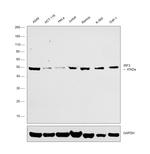 IRF3 Monoclonal Antibody (SL-12 (SL12)), eBioscience™