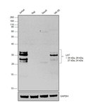 LAT Monoclonal Antibody (LAT.10-17 (10-17)), eBioscience™