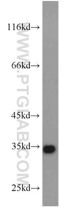 PDCL3 Antibody in Western Blot (WB)