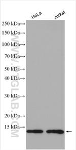 Thioredoxin Antibody in Western Blot (WB)