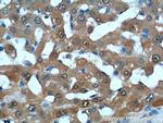 Thioredoxin Antibody in Immunohistochemistry (Paraffin) (IHC (P))