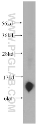 Thioredoxin Antibody in Western Blot (WB)