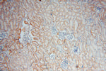 RENALASE Antibody in Immunohistochemistry (Paraffin) (IHC (P))