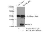 RENALASE Antibody in Immunoprecipitation (IP)