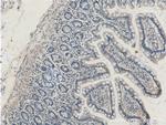 PRSS2 Antibody in Immunohistochemistry (Paraffin) (IHC (P))