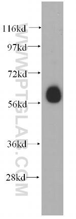ARIH2 Antibody in Western Blot (WB)