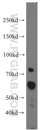 ARIH2 Antibody in Western Blot (WB)