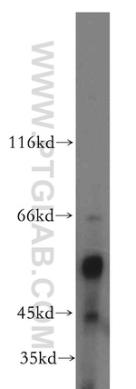 ARIH2 Antibody in Western Blot (WB)