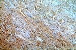MYO1B Antibody in Immunohistochemistry (Paraffin) (IHC (P))