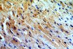 MYO1B Antibody in Immunohistochemistry (Paraffin) (IHC (P))