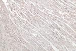 Lysozyme Antibody in Immunohistochemistry (Paraffin) (IHC (P))