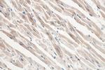 Lysozyme Antibody in Immunohistochemistry (Paraffin) (IHC (P))