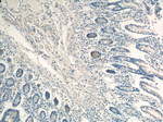 Lysozyme Antibody in Immunohistochemistry (Paraffin) (IHC (P))