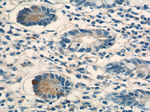 Lysozyme Antibody in Immunohistochemistry (Paraffin) (IHC (P))
