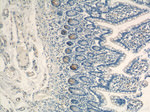 Lysozyme Antibody in Immunohistochemistry (Paraffin) (IHC (P))