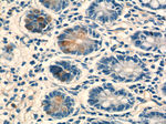 Lysozyme Antibody in Immunohistochemistry (Paraffin) (IHC (P))