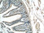 Lysozyme Antibody in Immunohistochemistry (Paraffin) (IHC (P))