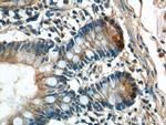Lysozyme Antibody in Immunohistochemistry (Paraffin) (IHC (P))