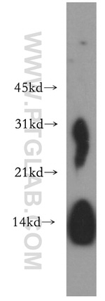Lysozyme Antibody in Western Blot (WB)