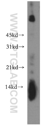 Lysozyme Antibody in Western Blot (WB)