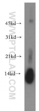 Lysozyme Antibody in Western Blot (WB)