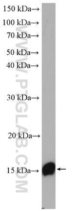 Lysozyme Antibody in Western Blot (WB)