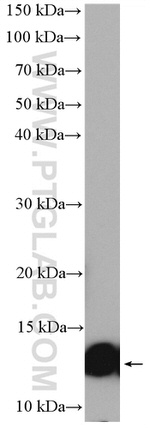 Lysozyme Antibody in Western Blot (WB)